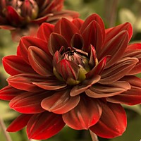 Георгины клубневые