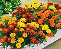 Бархатцы отклоненные (тагетес)