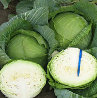 Капуста поздняя