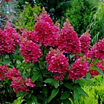 Самарская лидия